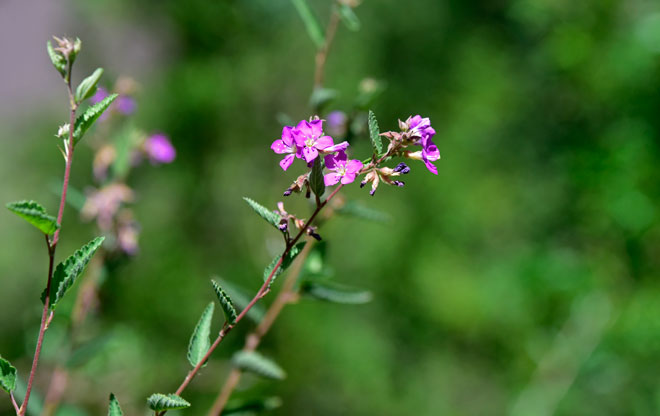 Melochia tomentosa, Teabush